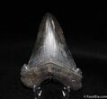 Very Large inch Carcharocles Angustidens Tooth #152-2